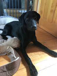 We did not find results for: 6 Month Old Black Lab Labrador Puppy Dog Brain Labrador Puppies For Sale