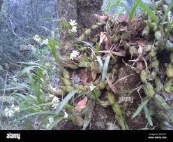 Image result for Polystachya ottoniana