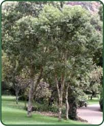 Image result for Heteropyxidaceae