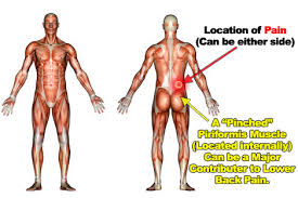 Flexes elbow and moves forearm. Back Pain 5 Common Causes And Solutions Better Body Group