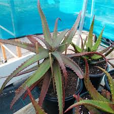 Image result for Aloe cameronii