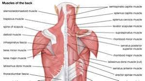 Included are several layered views of the back muscles, the doral muscles, subclavius muscles, rhomboideus major and minor muscles, deltoid muscles and many more. Human Muscle System Functions Diagram Facts Britannica