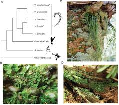 Image result for Vittaria