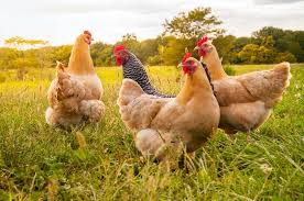 Choose these types of hens to make your backyard coop really something to cluck about. Best Chicken Breeds For Your Backyard Or Rural Living
