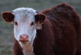 Happy National First Responders Day! Of course, the fire service is only  one branch of the first responder professions. Law enforcement, healthcare  workers, EMS, dispatch…they all sacrifice so much and represent the