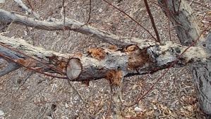 We did not find results for: My Fruit Trees Are Dying What Can I Do