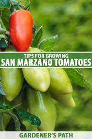 Image result for tomato San Marzano