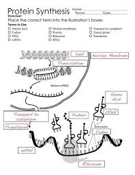 Ahead of discussing dna rna and protein synthesis worksheet answers, be sure to recognize that education is definitely our own factor to a more in addition to dna,another nucleic acid, called rna, is involved in making proteins.in the rna and protein synthesis gizmo, you will use bothdna and. Protein Synthesis Worksheet Page 2 Study Biology Biology Lessons Biology Worksheet