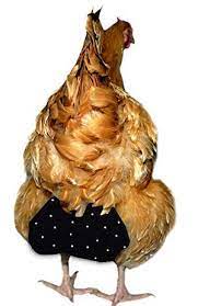 8.3 chicken diaper pattern for making from sock Chicken Diapers 101 Should Your Chicken Use One The Happy Chicken Coop