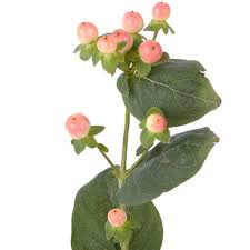 Image result for Hypericum