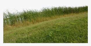 Grass Grass No Background Nature Green Plant Png Background Nature Transparent Png Transparent Png Image Pngitem Stock video footage | 32418 clips. png background nature transparent png