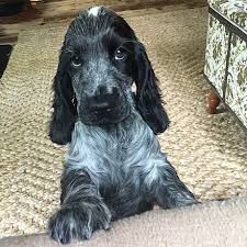 Buy and sell on gumtree australia today! English Cocker Spaniel Wikiwand