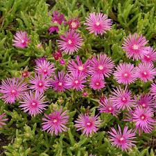 Image result for Delosperma spp.