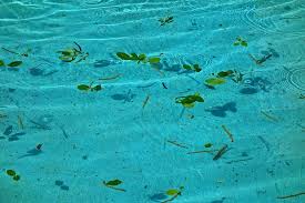 Get your pool ready for warm weather with a few simple steps. Water Swimming Pool Pool Water Clear Transparent Leaves Shadow Floating Ripples Reflection Sunlight Pikist