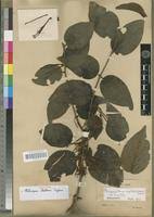 Image result for Phragmanthera capitata