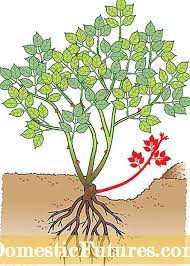 Koronavirus vaksinasining qarshi koʻrsatmalariga koʻra, uni kimlarga qoʻllash mumkin emas: Roses Yovvoyi Kurtaklarni To G Ri Olib Tashlang Bog 2021