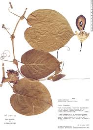 Image result for Passiflora ligularis