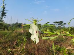 Image result for Hibiscus diversifolius