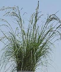 Image result for Eragrostis curvula