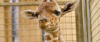 Oh, baby! Zoo in Nebraska welcomes female giraffe calf