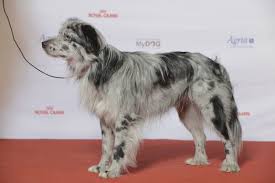 Maybe you would like to learn more about one of these? Berger Des Pyrenees L Essentiel A Savoir Sur Ce Chien Doux Et Sensible