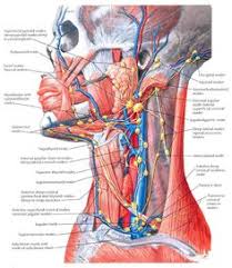 In fact, there are twenty head and neck anatomy: 55 Head And Neck Ideas Head And Neck Anatomy And Physiology Vertebral Artery