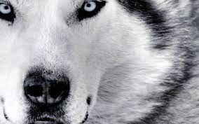Why choose a white wolf wallpaper? Free Download Beautiful White Wolf With Blue Eyes White Wolf Wallpaper 1600x1000 For Your Desktop Mobile Tablet Explore 71 Beautiful Wolf Wallpaper Wolf Wallpaper Desktop Pictures Of Wolves For
