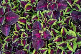 Image result for Coleus hereroensis