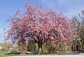 We did not find results for: Prunus Kanzan Wikipedia