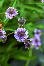 Image result for Barleria rigida