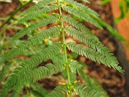 Image result for Acacia kamerunensis