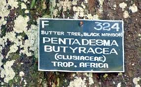 Image result for Pentadesma