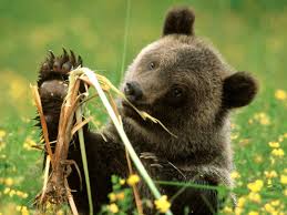 Bear Pictures Cattail Eating Grizzly Bear Colorado Animals Wild Bear Cubs Grizzly Bear