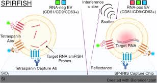 Simultaneous Protein and RNA Analysis in Single Extracellular Vesicles,  Including Viruses | ACS Nano