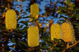 Free Image On Pixabay Coastal Banksia Banksia Flowers Free Images For Blogs Free Images Image