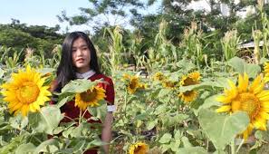 Ketika masih pendek pun bunganya sudah bisa muncul dan sudah tidak dapat lagi tumbuh tinggi. Keindahan Bunga Matahari Di Scientia Square Park Serpongku Com