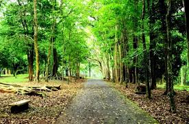 Juegos recreativos adulto mayor / reinicia activid. Lokasi Dan Harga Tiket Masuk Kebun Raya Purwodadi Destinasi Wisata Keluarga Yang Patut Untuk Anda Singgai Di Pasuruan Daka Tour
