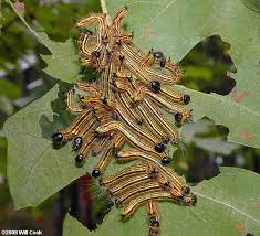 He is a resident of wonderland, known for smoking a hookah from which colorful smoke rises, forming letters, words, and even images that he refers to while speaking. Moth Caterpillar Photos