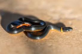 We did not find results for: Top 10 Smallest Pet Snakes Snaketracks Com