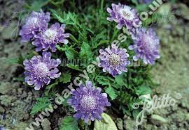 Скабиоза японская ритц синий (scabiosa japonica ritz blue) высота: Scabiosa Japonica Var Alpina Ritz Blue D Arcy And Everest