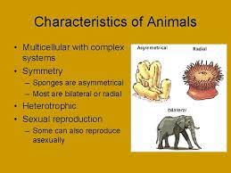 We did not find results for: Kingdom Animalia Characteristics Of Animals Multicellular With Complex