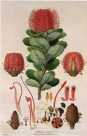 Venusmilk Botanical Art Vintage Botanical Prints Botanical Drawings