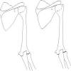 There are two types of cartilaginous joints: Https Encrypted Tbn0 Gstatic Com Images Q Tbn And9gcrlioxkbfx3lg5aino62vguyzul1om3tgfyessu1fjy1rzhas C Usqp Cau