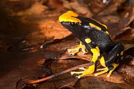 Black And Yellow Frog Poison Dart Frog Black And Yellow Amazon Amphibian Poison Frog Of Amazon Rain F Ad Amazon Yellow Rain Poison Dart Frogs Poison Frog Poisonous Animals