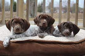 Check spelling or type a new query. German Shorthaired Lab Mixed Dog Breed Info Pictures Facts