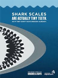 We did not find results for: Vancouver Aquarium The Secret World Of Sharks Rays Ad Ruby