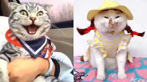 قطط مضحكة جدا تحدي الضحك مع القطط الصغيرة funny cute cats cute animals kitten gif