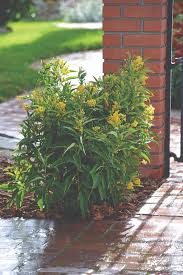 Image result for Cestrum nocturnum