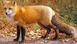 معلومات عن تزاوج القطط بالتفصيل: Ù…Ø¹Ù„ÙˆÙ…Ø§Øª Ø¹Ù† Ø­ÙŠÙˆØ§Ù† Ø§Ù„Ø«Ø¹Ù„Ø¨