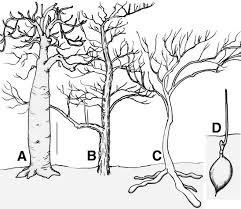 Image result for Cylicomorpha parviflora